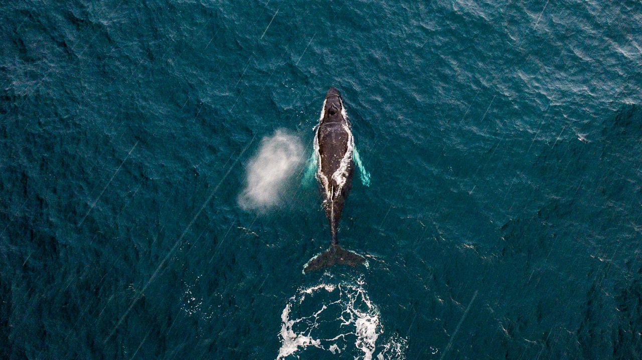 The whale, the volcano, the secret beach and more