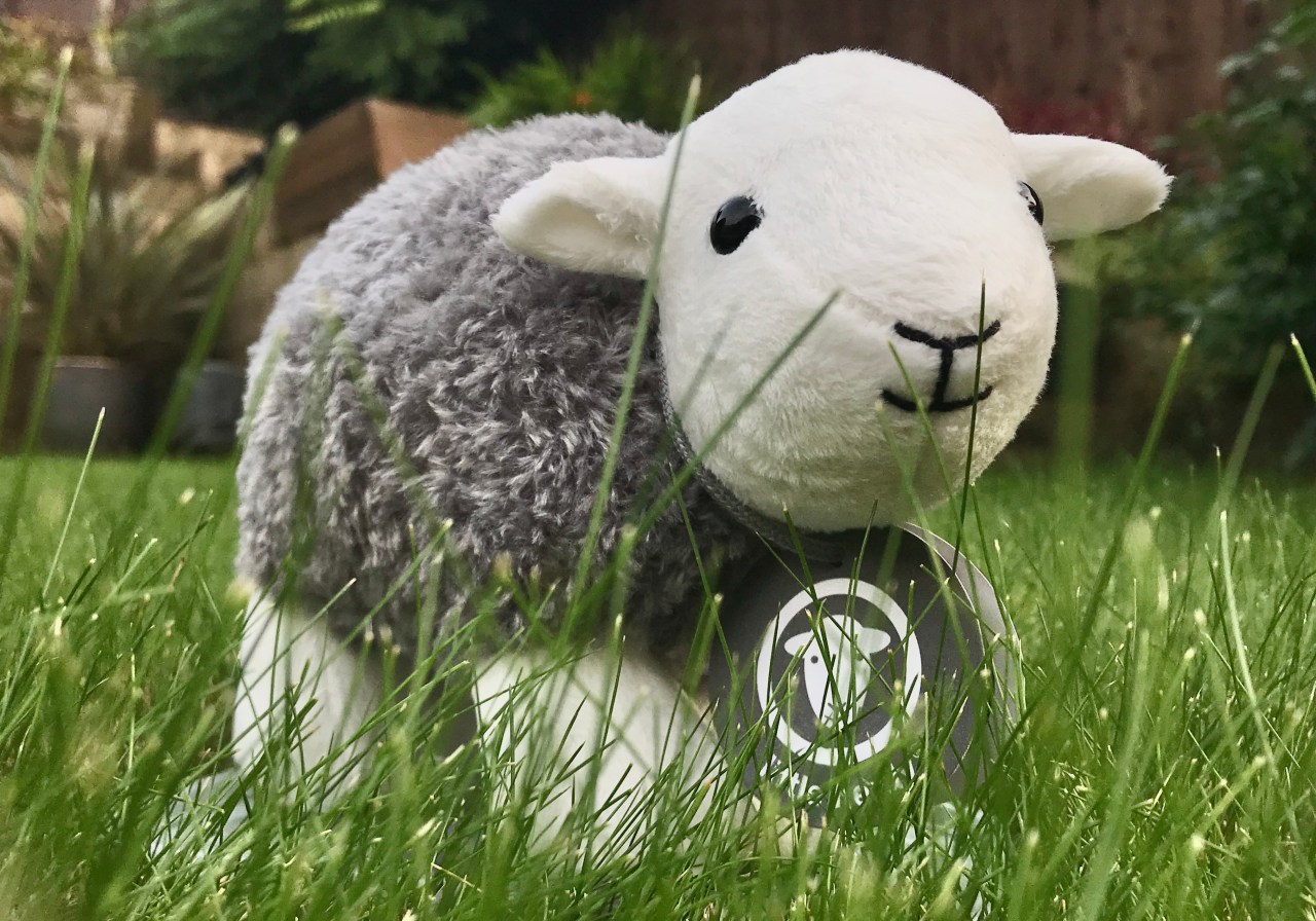 It’s OK to be sheepish about the Lake&nbsp;District