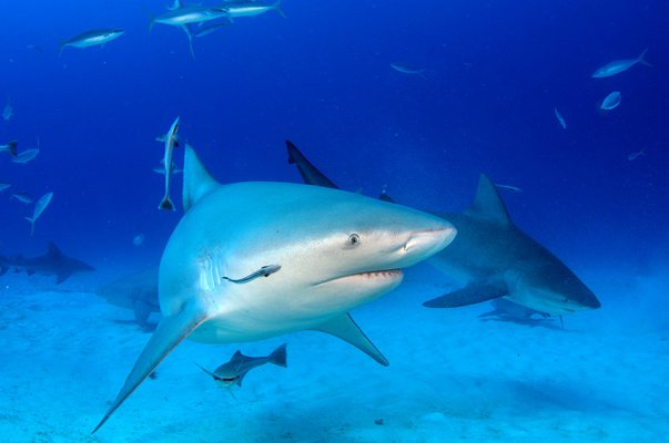 Infamous prison island guarded by sharks to welcome day&nbsp;trippers