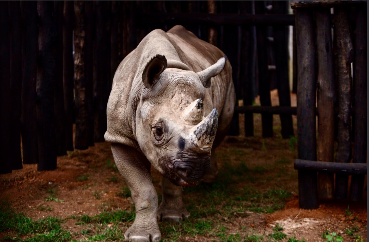 30 white rhinos shipped to national park to boost conservation&nbsp;drive