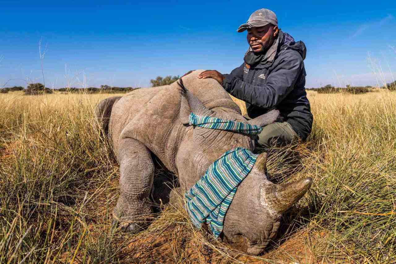 How to join rhino tagging teams on new ecotourism trips