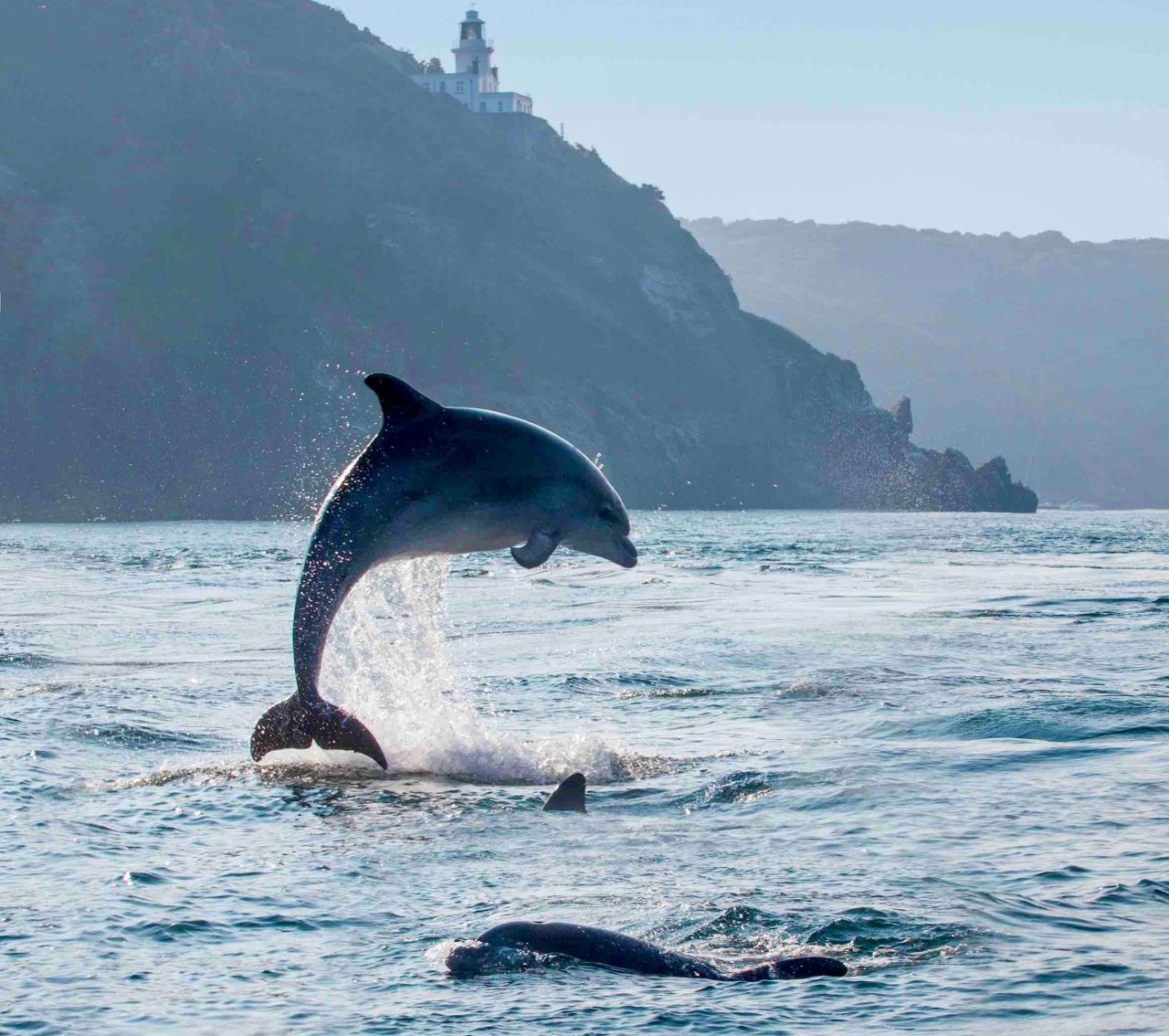 Bottlenose dolphin boom in Guernsey leads to sightings spike