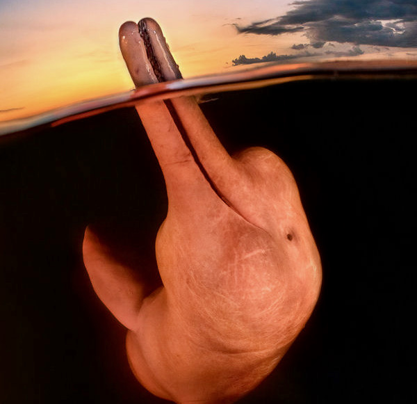 Stunning shot scoops Underwater Photographer of the Year&nbsp;crown