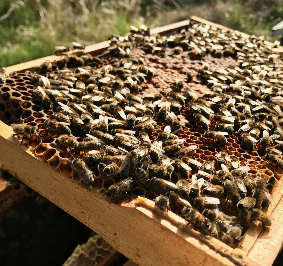 Real buzz about new bee tourist attraction at flower&nbsp;barn