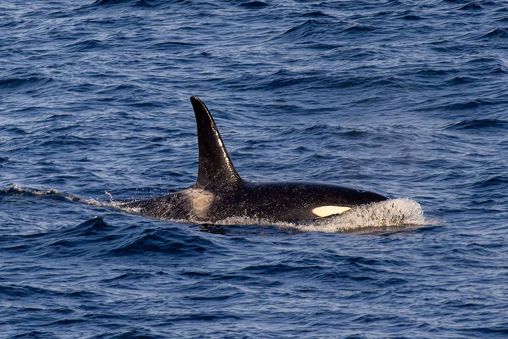 9,500 whales and dolphins spotted by Fred. Olsen cruise&nbsp;passengers