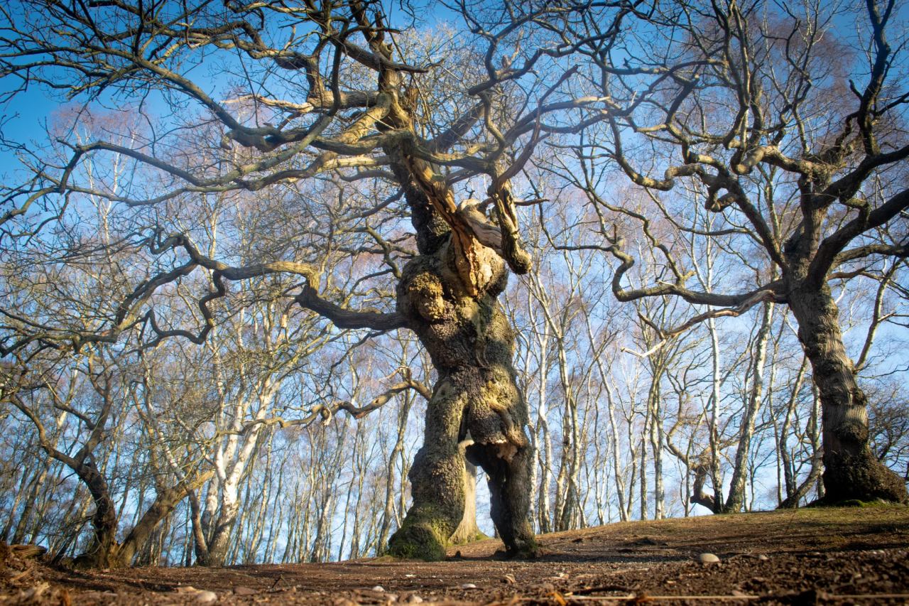 Lord of the Rings hero Treebeard alive and well on Cannock Chase