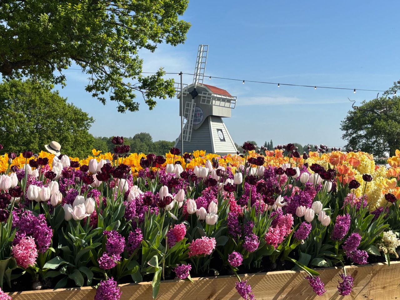 Bloomin’ beautiful tulip field that’s closer than you might think