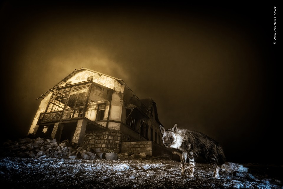 Ghost town visitor wins wildlife photographer of the year&nbsp;award