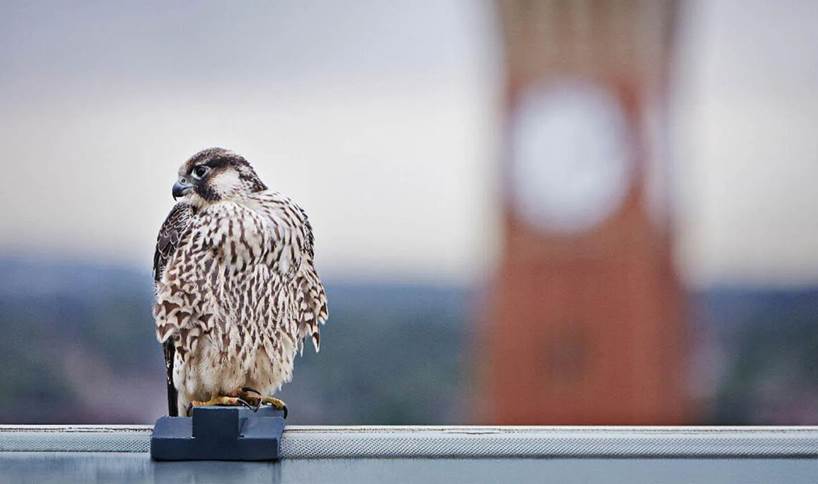 University high-fliers captured on camera in falcon watch&nbsp;livestream