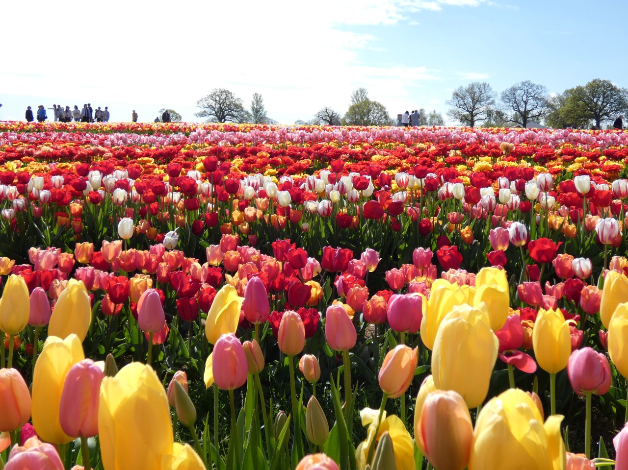 Bloomin’ beautiful – the Midlands biggest tulip field in&nbsp;pictures